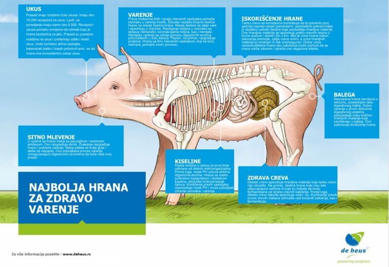 De Heus – Najbolja hrana za zdravo varenje prasadi